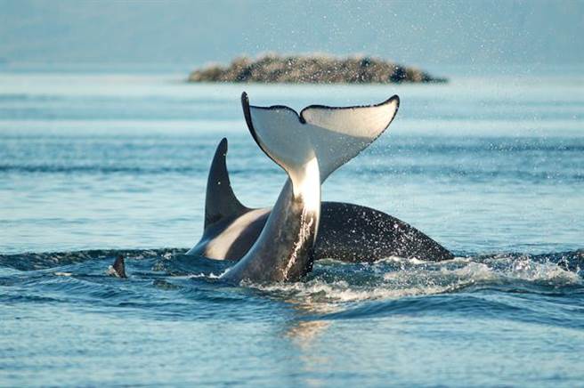专家表示，鲸鱼对海洋的贡献最大。
