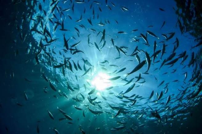 鲸鱼在潜到深海中进食的时候，通常会先浮到海面排便。