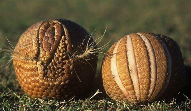 知道这颗圆球叫什么吗？它们叫做犰狳。