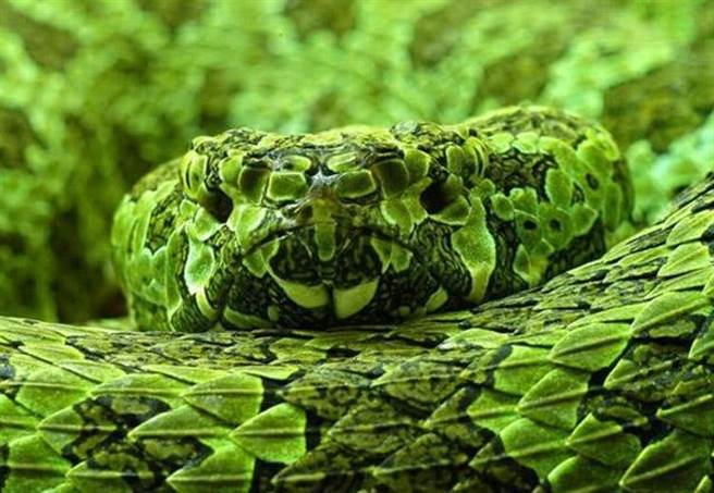 世界上体型最大的毒蛇，是中国大陆的莽山烙铁头。