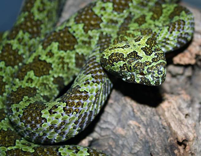 因为该蛇种太过稀少，因此又被称为“蛇中熊猫”。