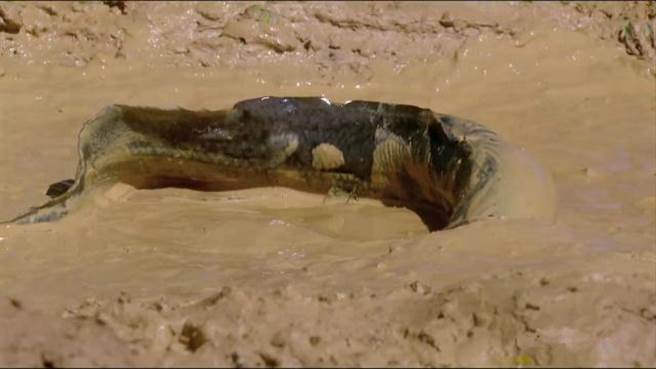 它又被这个农民毫不知情地打进泥坯里。泥坯晒干后，那个农民用它们筑墙，黑玛很自然地成了墙的一部分，完全被埋进墙壁里，没有人知道墙里还有一条鱼。