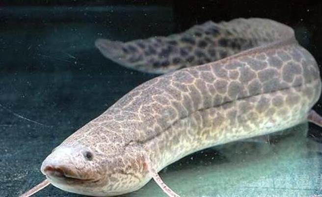 肺鱼黑玛终于战胜了死亡，赢得重生！