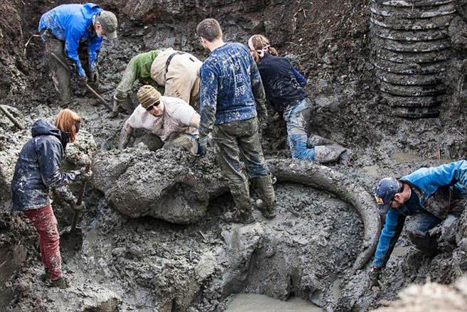 原来，这是已经灭绝很久的猛犸象残骸。