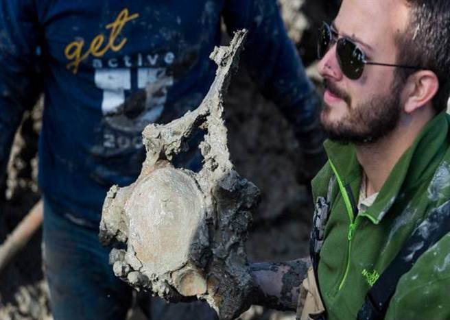 后面还陆续挖出来这头大象的象牙、脊椎骨等。