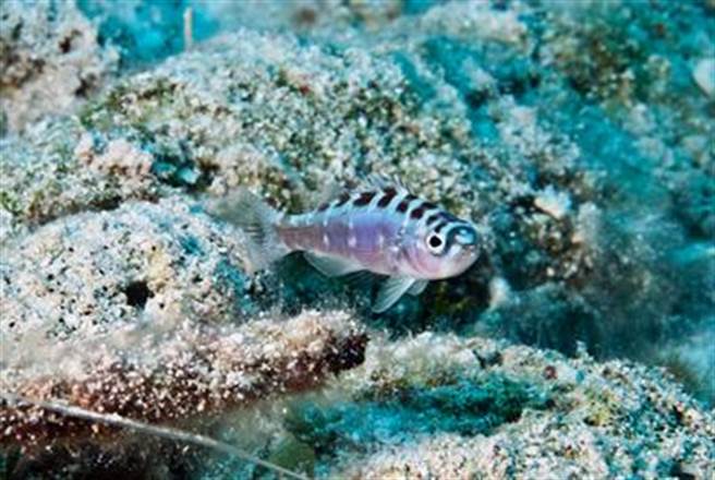 垩鮨的繁衍战略叫做“卵子交”。