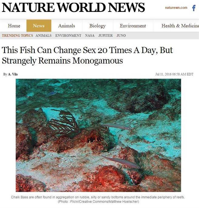 垩鮨是一夫一妻制。