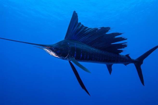 剑鱼游速达100km/h 绝技背后藏着惊人秘密