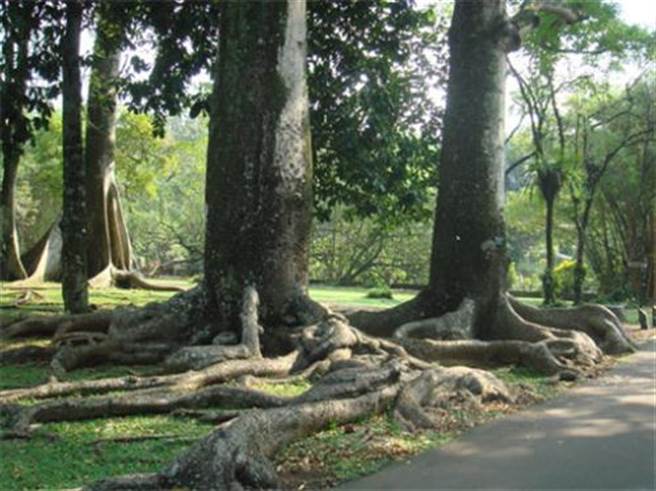 奠柏，生长于印度尼西亚的瓜哇岛上