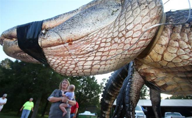 美洲鳄为分布最广泛的一种鳄鱼。