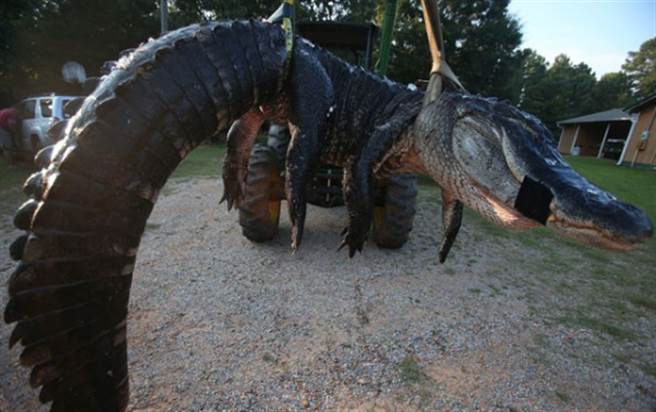 不停摆动的尾部和血盆大嘴，依然让人战栗不已。