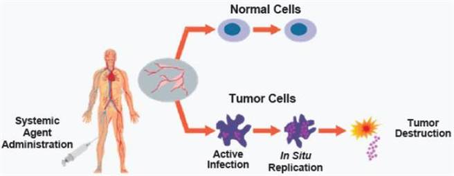 至今它们仍然在复制之中，随着人类繁衍一直存在下去。
