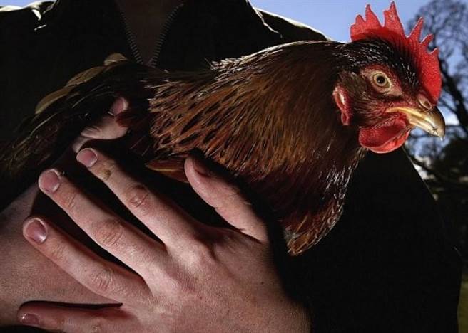 驱蚊、防疟疾新招！专家：养只鸡就好了