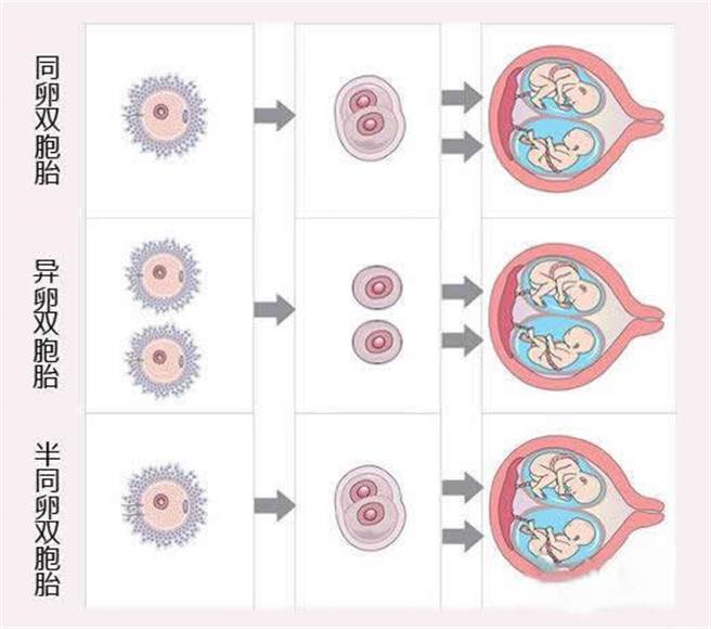同时有两颗卵子受精形成受精卵，形成同母异父。