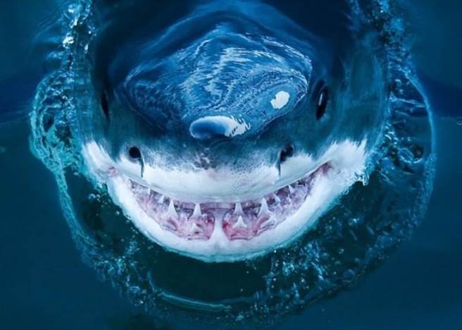 你有看过卡通《海底总动员》中的鲨鱼布鲁斯（Bruce）吗？