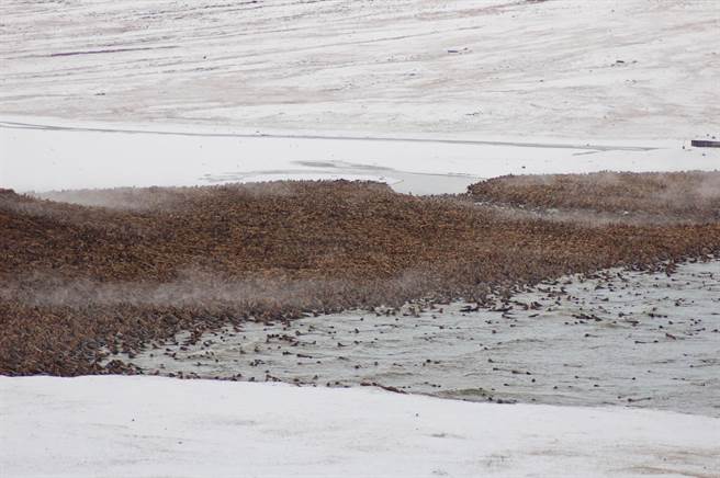 原来这些动物，是来自北冰洋海冰上的海象。