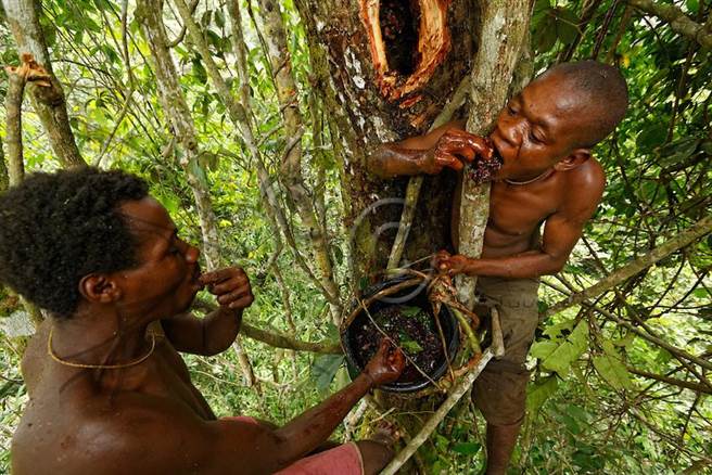 其实是物竞天择进化的结果，为了要适应雨林地形。
