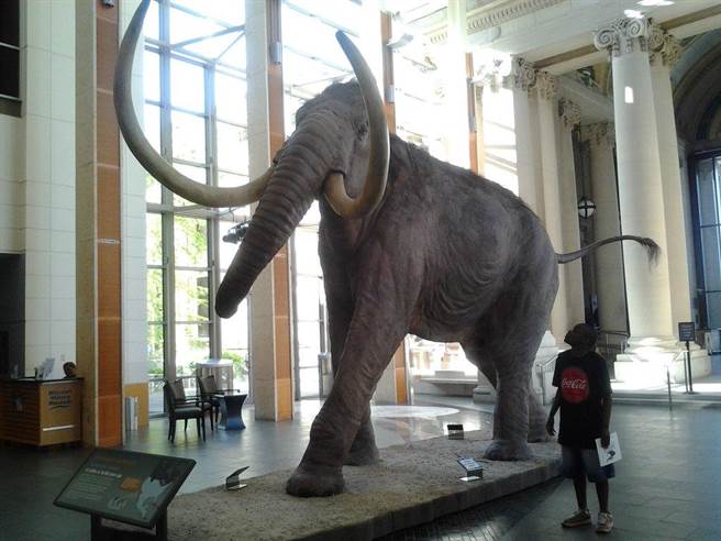 猛犸象的衰亡，伴随着岛上淡水湖的显着变浅。