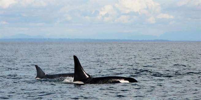 专家们靠着“老奶奶”背鳍上的特殊白斑认出它。