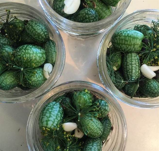 墨西哥酸黄瓜也不难，因为其抗虫性强、适合耐旱生长，几乎在各个地区都可以生存。