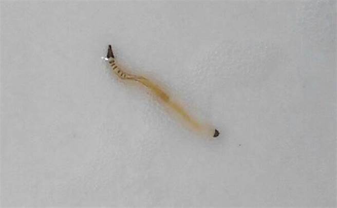 这种小飞虫叫做蛾蠓，学名：Psychodidae 。