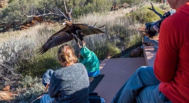 澳洲爱丽丝泉沙漠公园老鹰（楔尾雕）抓小孩事件背后的可能原因