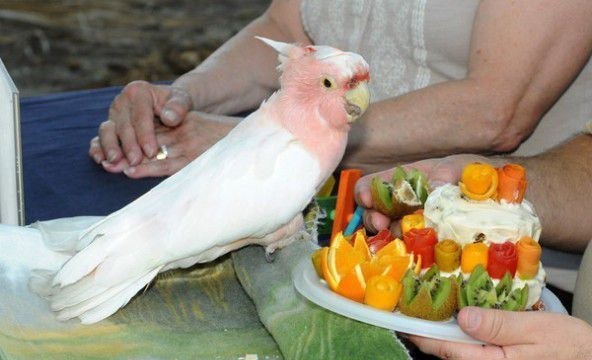 世界上寿命最长的鹦鹉 83岁的米切氏凤头鹦鹉