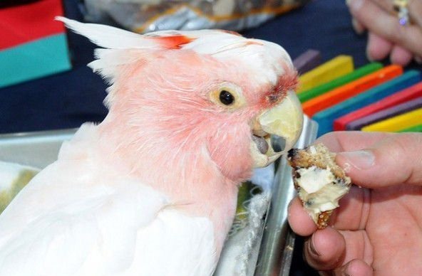 世界上寿命最长的鹦鹉 83岁的米切氏凤头鹦鹉