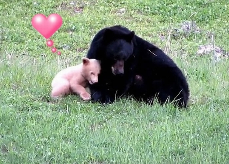 加拿大惠斯勒一头黑熊诞“白熊”