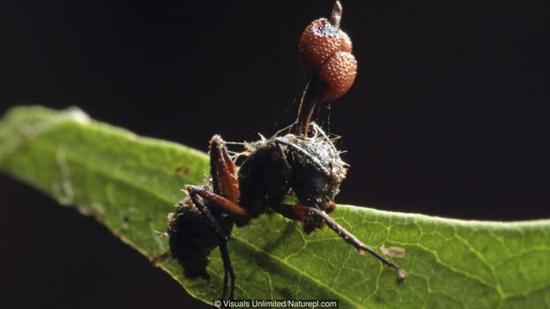 一种寄生真菌已经占据了这只蚂蚁的身体。