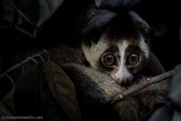 看起来可爱其实危险的10种动物
