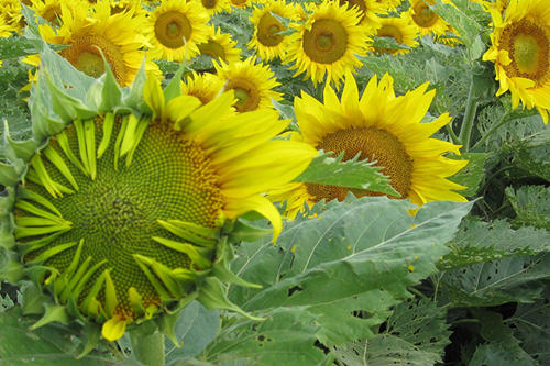 图片来源：Ben Blackman，UC Berkeley