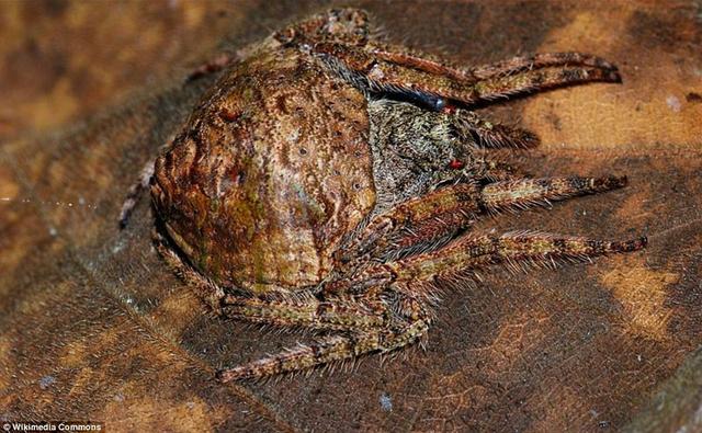 男子野外徒步随手抓一根树枝，仔细一看头皮都麻掉了