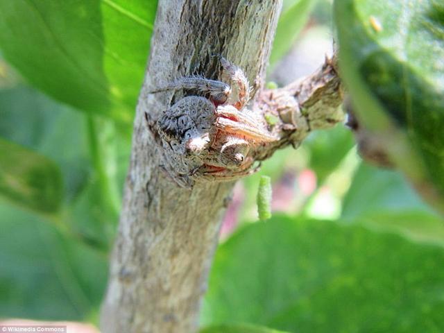 男子野外徒步随手抓一根树枝，仔细一看头皮都麻掉了