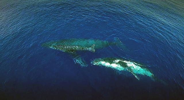 鲸鱼来大姨妈怎么办？丨壹读知道