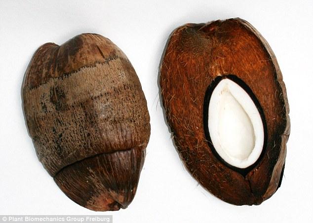 工程师受椰子启发或设计防震建筑