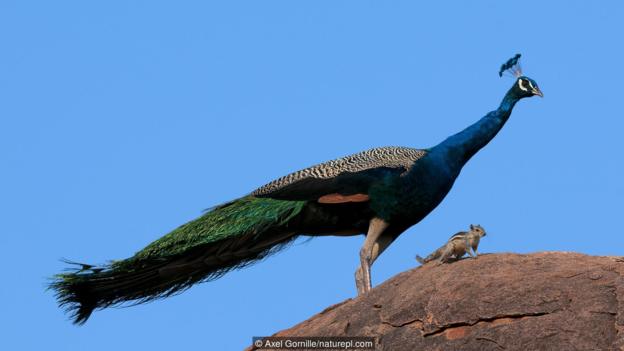 雄孔雀尾羽的主要作用是性展示。