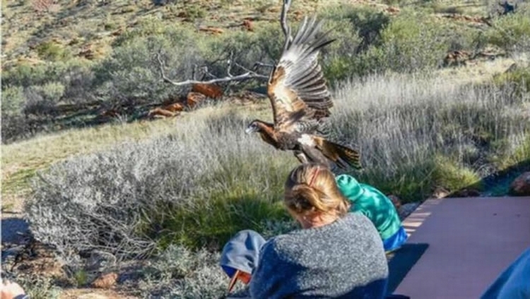 澳洲爱丽丝泉沙漠公园老鹰（楔尾雕）抓小孩事件背后的可能原因