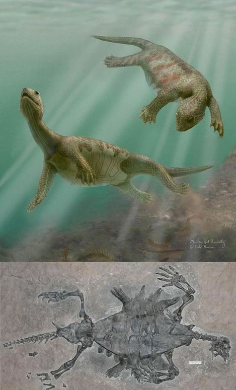 生活在约2亿2000万年前的晚三叠世的半甲齿龟（关岭龟），只有腹部具有甲壳，背部无壳，上下颌具有牙齿。半甲齿龟是龟类进化中的重要过渡物种。该物种化石发现于中国贵