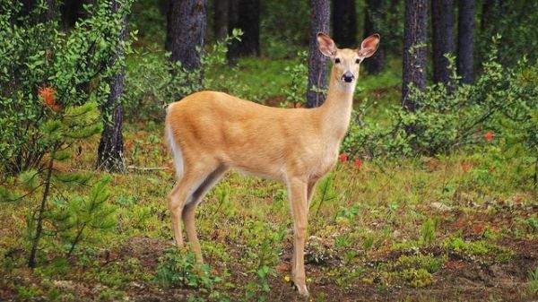 看起来可爱其实危险的10种动物