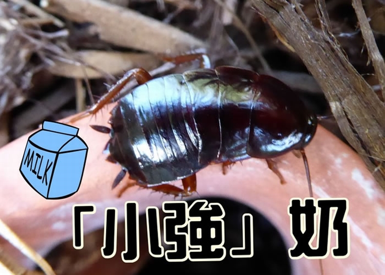 能量高牛奶3倍 科学家发现神奇太平洋甲虫蟑螂奶