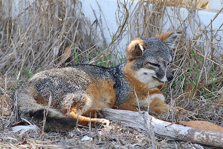 罕见的美国加州岛屿灰狐已增加到6000多只 从联邦濒危物种名单中除名