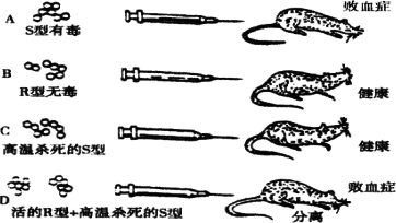 1928年英人Grffth所做的有关肺炎双球菌转化的实验