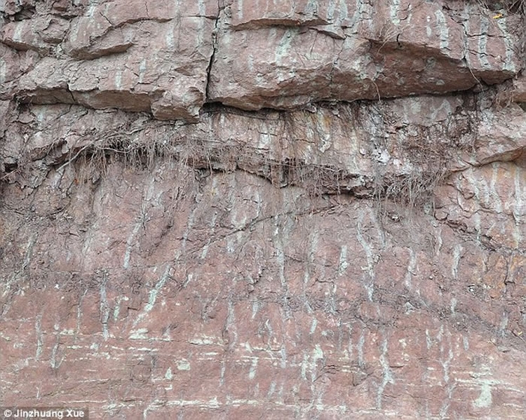 早期维管植物遗存提供亚洲最早的有根土壤床证据