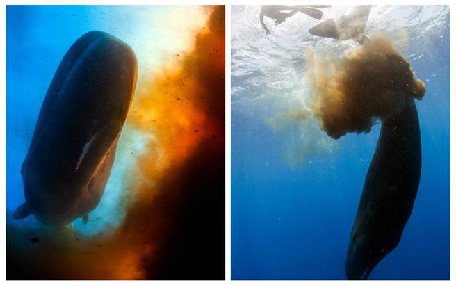 巨头鲸缓缓游到他们身旁然后往潜水员们排出一大波的“粪便”。