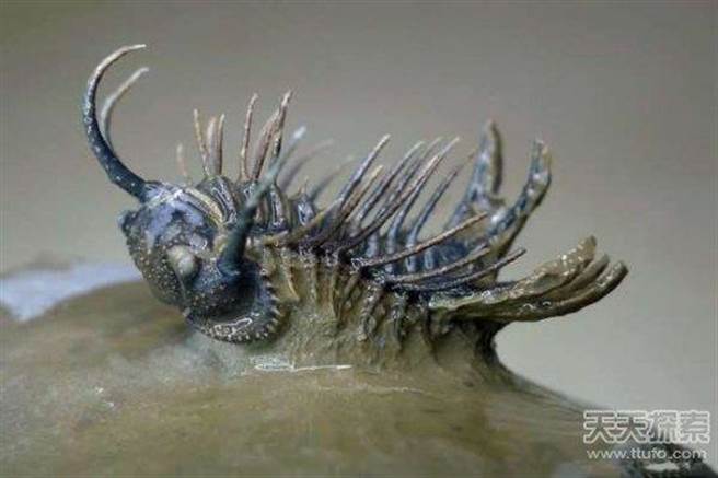 长时间的奋斗后，最后这只虫子出现在男子的眼前。