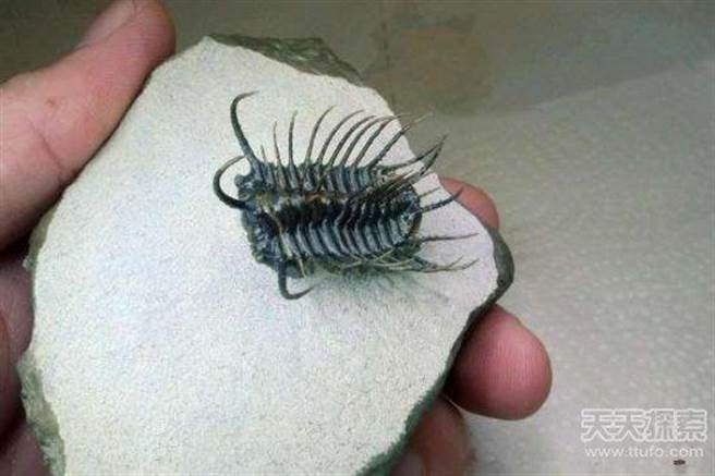 摩洛哥多棘刺三叶虫