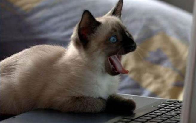 全世界最狂的猫！发表期刊论文还获邀客座教授