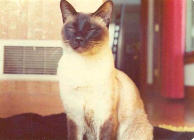 他想起家里的暹罗猫。