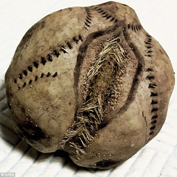 英国海岸发现大量恐怖“异形蛋” 引发外星人逆袭恐慌